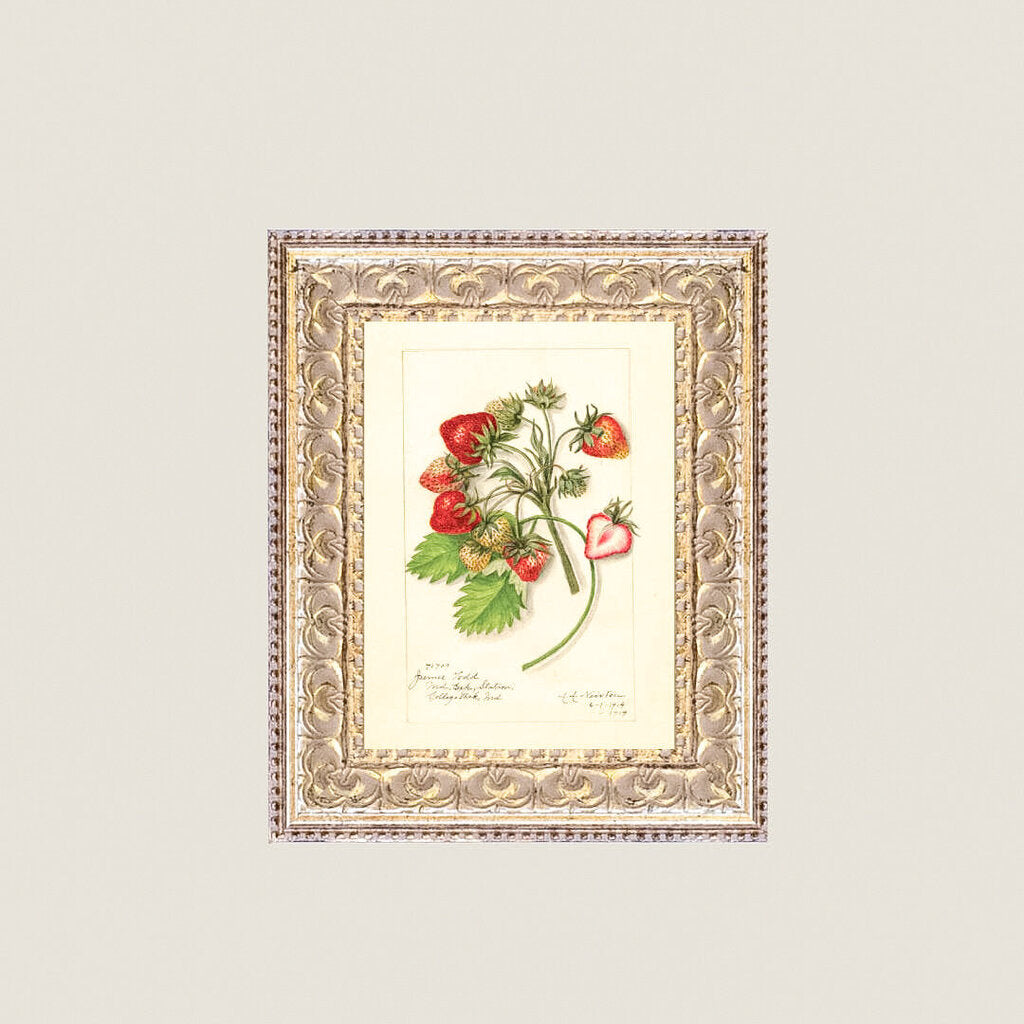 STUDY OF STRAWBERRIES 5X7 FRAMED ART