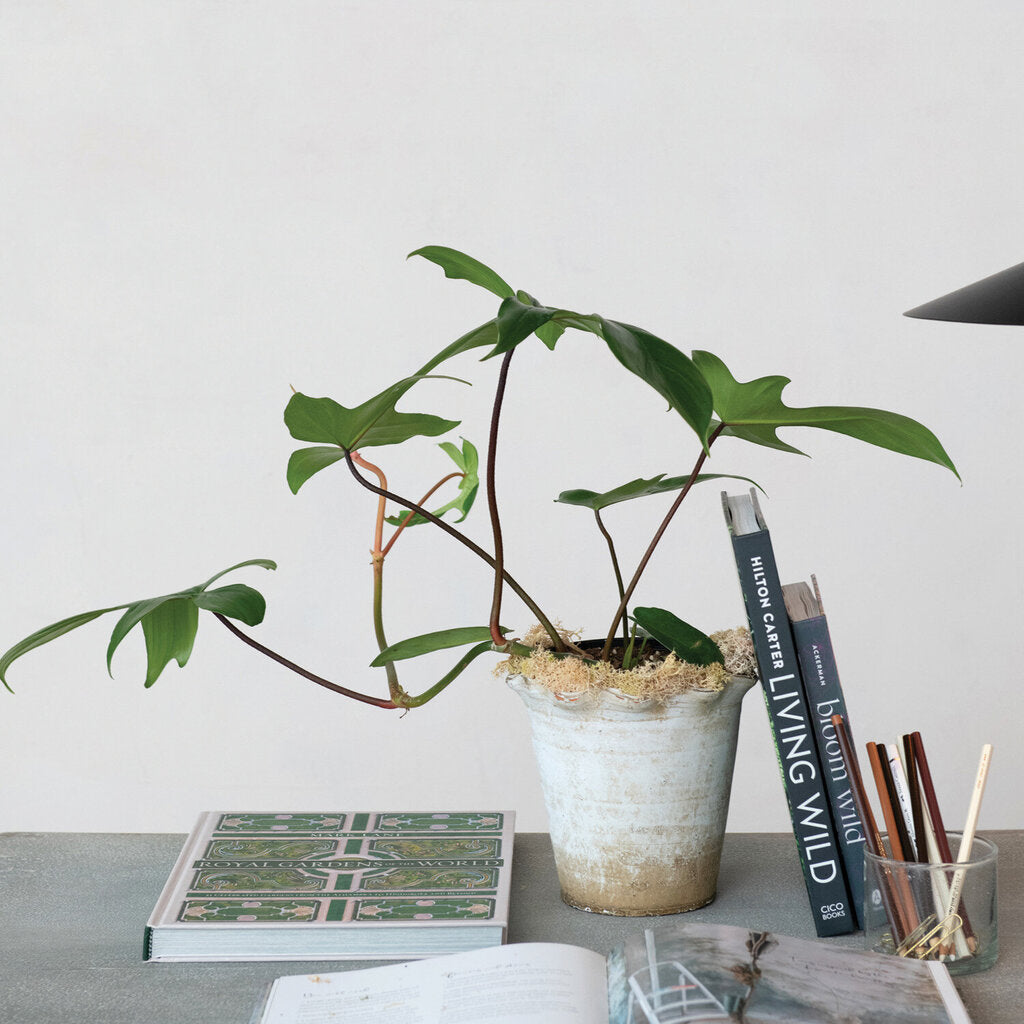 DISTRESSED RUFFLE EDGE TERRA COTTA PLANTER
