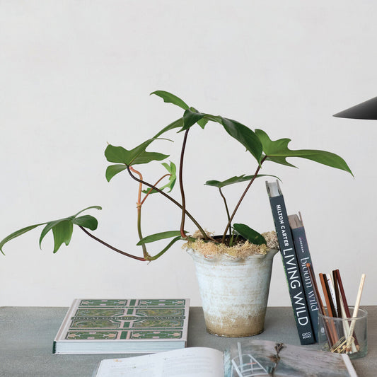 DISTRESSED RUFFLE EDGE TERRA COTTA PLANTER